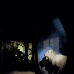 L'imaginaire artistique d'un musée zoologique